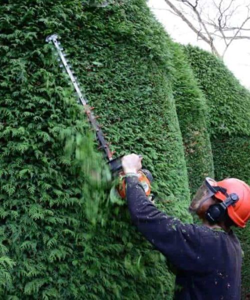 Hedge Cutting