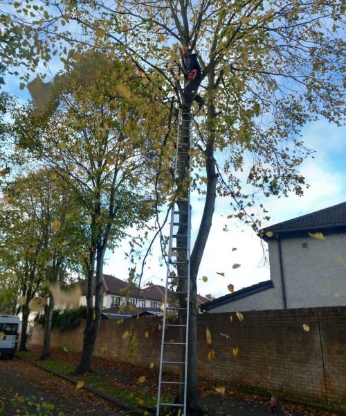 Tree Surgery Before