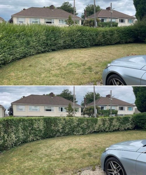 Hedge Cutting & Design service