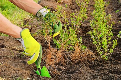 Planting-Hedge