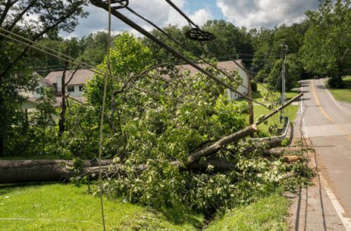 emergency-tree-care