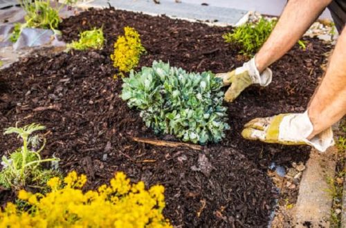 Flower Bed & Bark Mulch