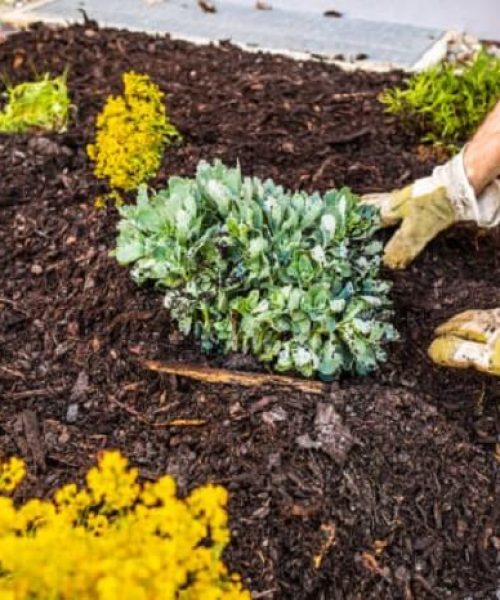 Flower Bed & Bark Mulch