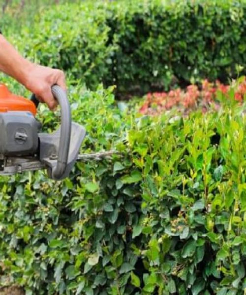 Hedge Cutting