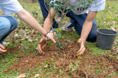 Planting New Hedge