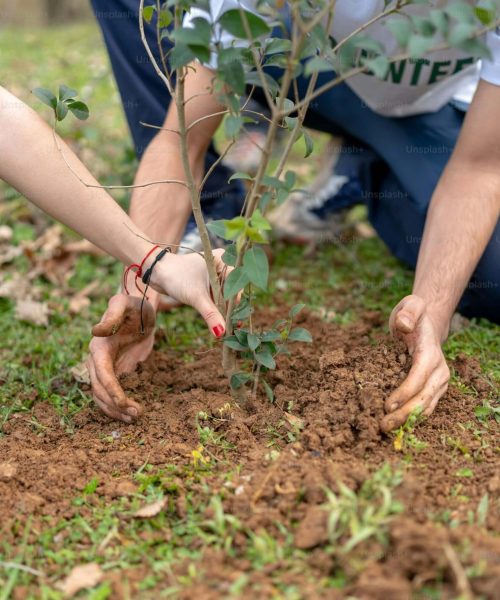 Planting New Hedge