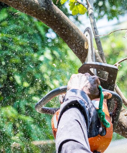 Tree Topping & Pruning