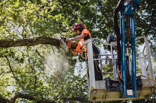 tree-surgery