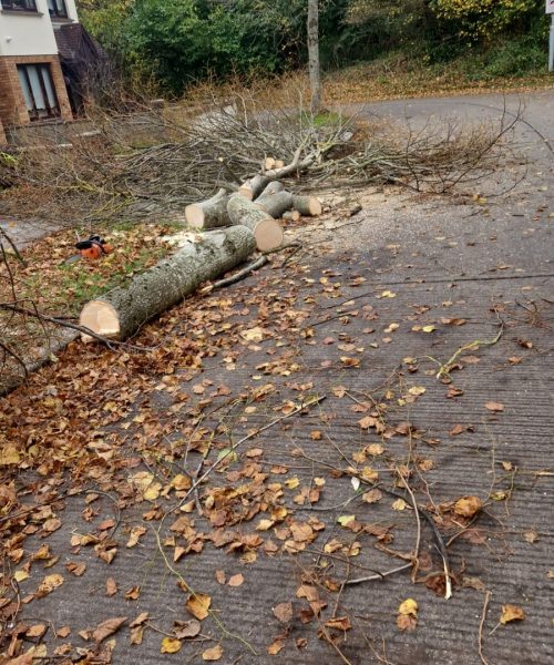 Tree Surgery