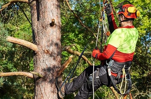 tree-topping